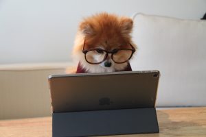 Dog working on his computer skills